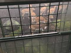 九州自然動物公園アフリカンサファリ 子連れのおでかけ 子どもの遊び場探しならコモリブ 九州自然動物公園アフリカンサファリ 子連れのおでかけ 子どもの遊び場探しならコモリブ