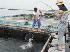 網代港 筏釣りの東海 いかだづりのとうかい 子連れのおでかけ 子どもの遊び場探しならコモリブ