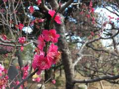 向島百花園