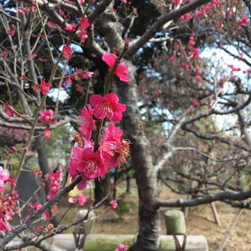 東武博物館からスタート 曳舟周辺お出かけコース 子連れのおでかけ 子どもの遊び場探しならコモリブ