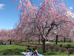 桜が見られる埼玉のおすすめ公園8選！お花見を楽しもう