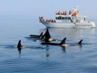 知床ネイチャークルーズ 知床羅臼 クジラ・イルカ・バードウォッチング の写真 (3)