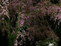 東海地方のおすすめ避暑地15選 夏でも涼しい高原や子供の夏休み中のお出かけや観光にも 4 子連れのおでかけ 子どもの遊び場探しならコモリブ 東海地方のおすすめ避暑地15選 夏でも涼しい高原や子供の夏休み中のお出かけや観光にも 4 子連れのおでかけ 子どもの遊び場探しならコモリブ