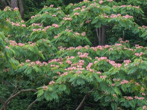 横浜市こども植物園 子連れのおでかけ 子どもの遊び場探しならコモリブ