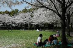 出羽公園 子連れのおでかけ 子どもの遊び場探しならコモリブ