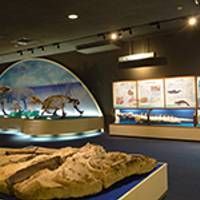 瑞浪市化石博物館 の写真 (3)