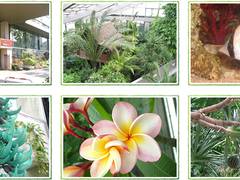 板橋区立熱帯環境植物館 子連れのおでかけ 子どもの遊び場探しならコモリブ 板橋区立熱帯環境植物館 子連れのおでかけ 子どもの遊び場探しならコモリブ