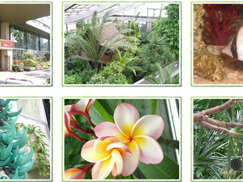 板橋区立熱帯環境植物館 子連れのおでかけ 子どもの遊び場探しならコモリブ 板橋区立熱帯環境植物館 子連れのおでかけ 子どもの遊び場探しならコモリブ