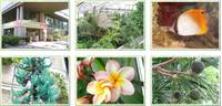 板橋区立熱帯環境植物館 の写真 (1)