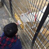 智光山公園こども動物園 の写真 (3)