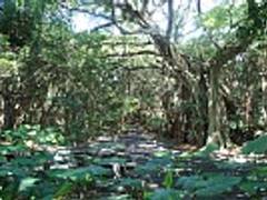 志戸子ガジュマル公園 しとこ 子連れのおでかけ 子どもの遊び場探しならコモリブ 志戸子ガジュマル公園 しとこ 子連れのおでかけ 子どもの遊び場探しならコモリブ