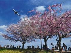 成田市さくらの山公園