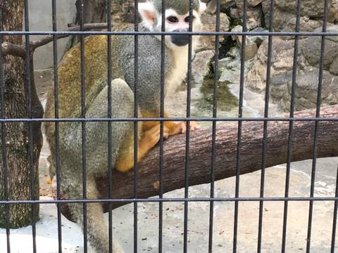 東京都内のふれあい動物がある場所14選 モルモットやうさぎなどに餌やりができるところも 子連れのおでかけ 子どもの遊び場探しならコモリブ 東京都内のふれあい動物がある場所14選 モルモットやうさぎなどに餌やりができるところも 子連れのおでかけ 子どもの遊び場探しならコモリブ