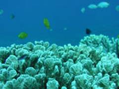 子連れで沖縄を満喫 ルネッサンスリゾートオキナワ周辺でおすすめの観光スポット5選 子連れのおでかけ 子どもの遊び場探しならコモリブ