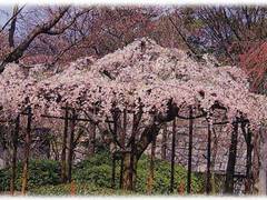 大阪城公園