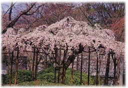 関西の子連れお花見スポット10選 桜のトンネルも Comolib Magazine