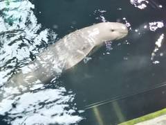 鳥羽水族館