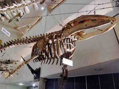 関西の昆虫 動物 生き物博物館17選 大阪や京都での子供向けイベントもご紹介 4 子連れのおでかけ 子どもの遊び場探しならコモリブ 関西の昆虫 動物 生き物博物館17選 大阪や京都での子供向けイベントもご紹介 4 子連れのおでかけ 子どもの遊び場探しならコモリブ