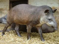 池田動物園