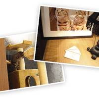 猫カフェきゃらふ の写真 (2)