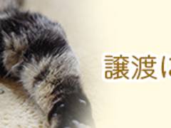 猫カフェ にゃんくる 蒲田店 子連れのおでかけ 子どもの遊び場探しならコモリブ 猫カフェ にゃんくる 蒲田店 子連れのおでかけ 子どもの遊び場探しならコモリブ
