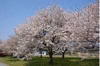 こだま千本桜 の写真 (3)