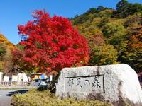 東京都檜原都民の森（とうきょうとひのはらとみんのもり） の写真 (3)