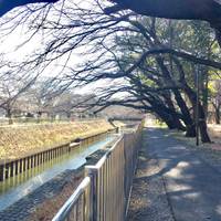 善福寺川緑地 の写真