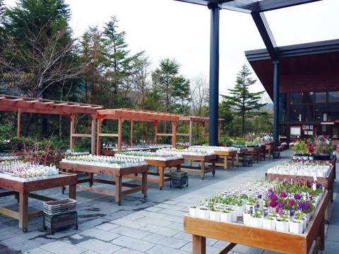 箱根湿生花園 子連れのおでかけ 子どもの遊び場探しならコモリブ 箱根湿生花園 子連れのおでかけ 子どもの遊び場探しならコモリブ