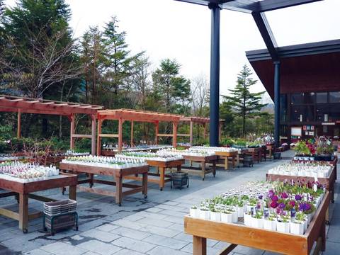 箱根湿生花園 子連れのおでかけ 子どもの遊び場探しならコモリブ