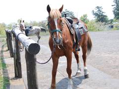 レゾネイト乗馬牧場