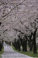 赤城南面千本桜（あかぎなんめんせんぼんざくら） の写真 (3)