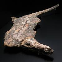 城西大学　大石化石ギャラリー の写真 (2)