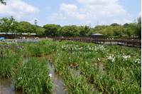 山田池公園 の写真