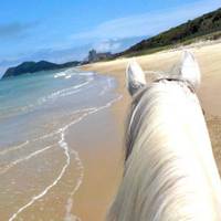 カナディアンキャンプ乗馬クラブ 玄界灘・宗像 ホーストレッキング(乗馬) の写真 (2)