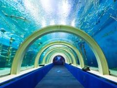 青森県営浅虫水族館 子連れのおでかけ 子どもの遊び場探しならコモリブ 青森県営浅虫水族館 子連れのおでかけ 子どもの遊び場探しならコモリブ
