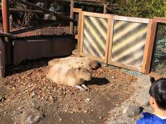 静岡の子連れ観光 遊び場40選 静岡市の子供が喜ぶおすすめ施設や子供向けイベント開催も 子連れのおでかけ 子どもの遊び場探しならコモリブ 静岡の子連れ観光 遊び場40選 静岡市の子供が喜ぶおすすめ施設や子供向けイベント開催も 子連れのおでかけ 子どもの遊び場探しならコモリブ