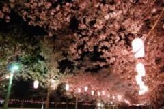 桜が見られる鹿児島のおすすめ公園7選！お花見を満喫
