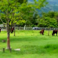 兵庫県立但馬牧場公園 の写真 (2)