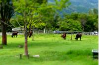 兵庫県立但馬牧場公園 の写真 (2)