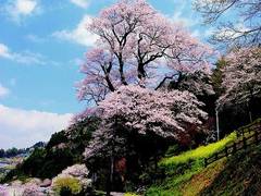 ひょうたん桜公園 子連れのおでかけ 子どもの遊び場探しならコモリブ ひょうたん桜公園 子連れのおでかけ 子どもの遊び場探しならコモリブ