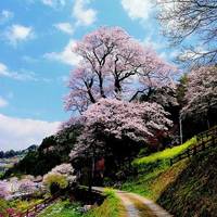 ひょうたん桜公園