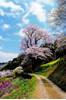 ひょうたん桜公園