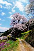 ひょうたん桜公園 の写真 (1)