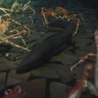 アクアマリンいなわしろカワセミ水族館(古いなわしろ淡水魚館) の写真 (3)