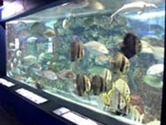 寺泊水族館 子連れのおでかけ 子どもの遊び場探しならコモリブ 寺泊水族館 子連れのおでかけ 子どもの遊び場探しならコモリブ
