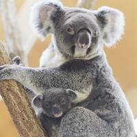 神戸市立王子動物園