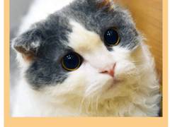 東京の子連れ利用できるおすすめ猫カフェ8選！子供から大人まで癒やされる