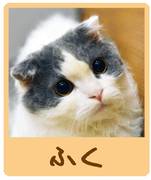 東京の子連れ利用できるおすすめ猫カフェ8選！子供から大人まで癒やされる