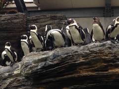サンシャイン水族館 子連れのおでかけ 子どもの遊び場探しならコモリブ サンシャイン水族館 子連れのおでかけ 子どもの遊び場探しならコモリブ